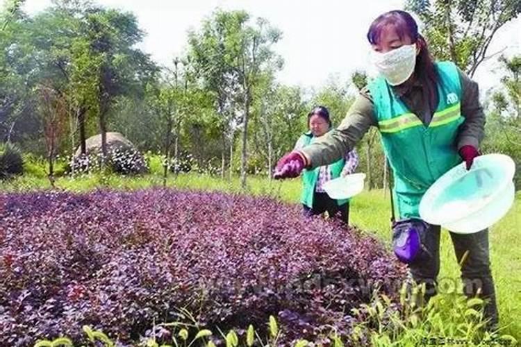 我家的木瓜树变得叶子黄。怎么解决？