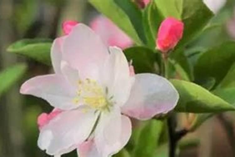 7月苹果基本处于膨大期,要做好哪三大管理来提高产量呢？