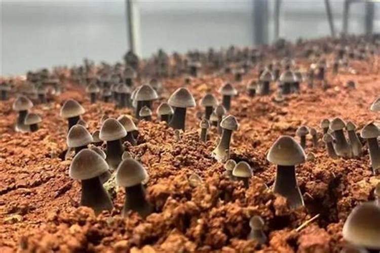 菌肥一亩用多少斤