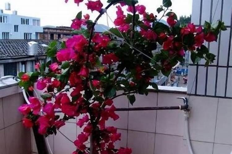 钙肥的作用及施用方法