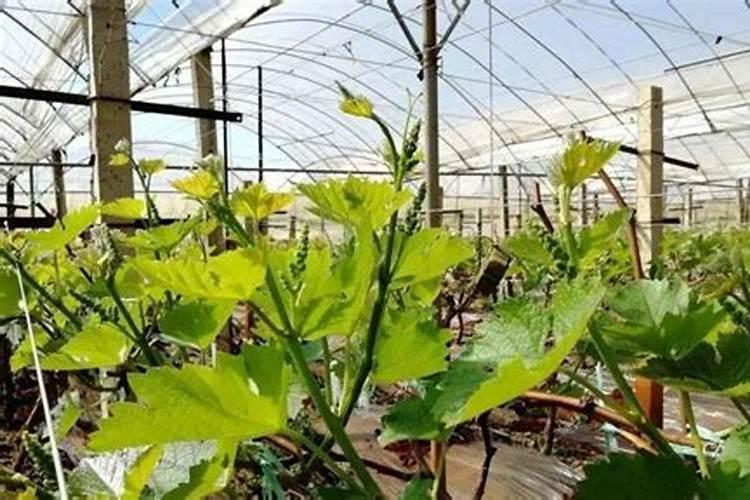 葡萄开花前打什么药能提高坐果率？