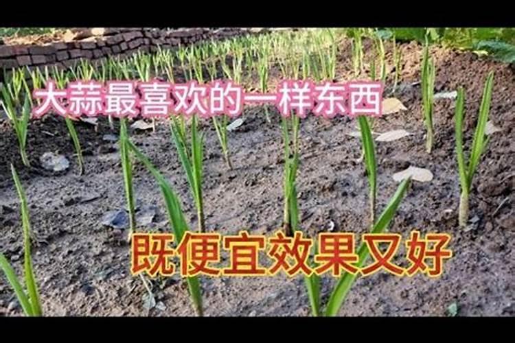 种大蒜上什么肥料最好