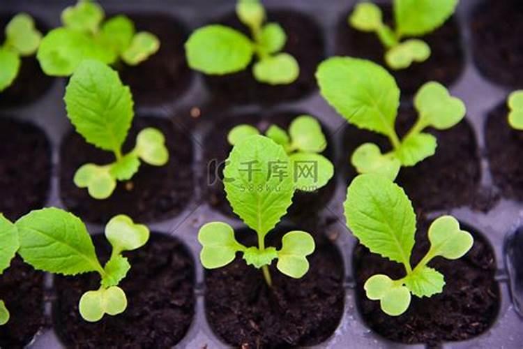 大白菜施什么肥比较好