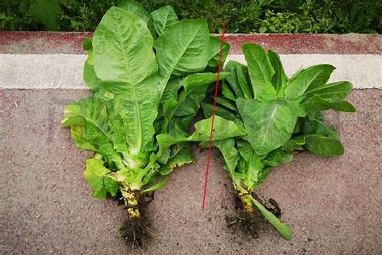 芝麻提炼香油后剩余的渣子是含什么肥料