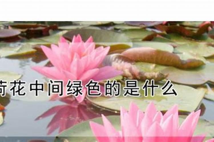盆栽荷花如何施肥