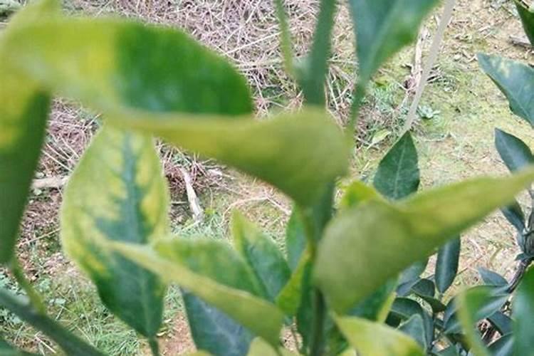 打了药水的菜几天可以吃