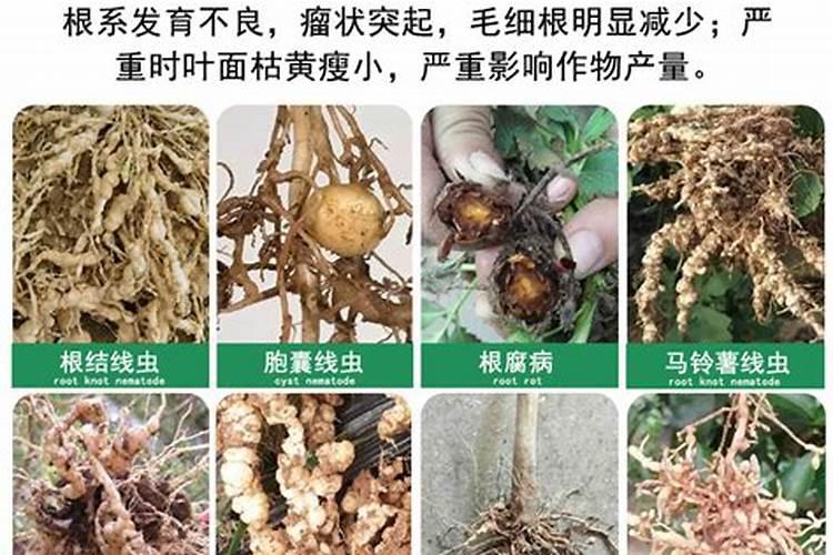专家根线虫怎么治啊