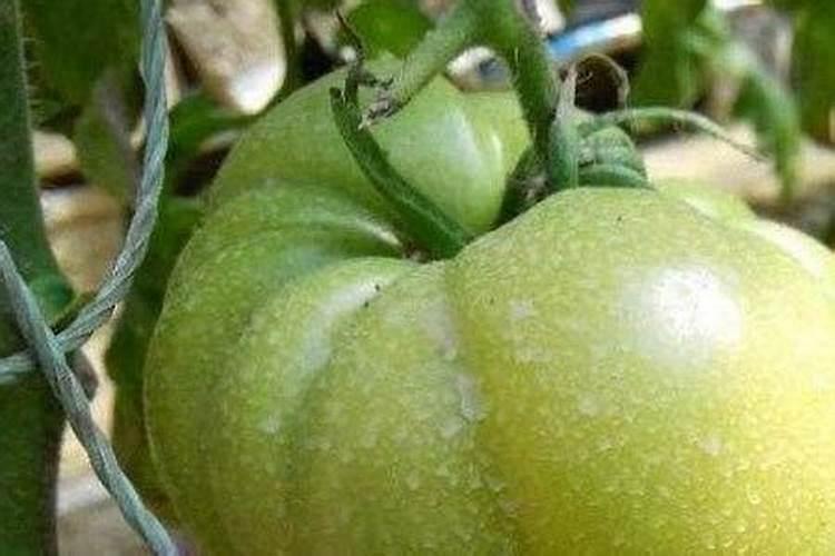 番茄在我国种植非常广泛,番茄产生膨果慢的原因是什么？