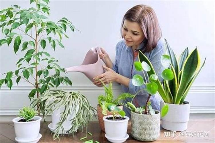 什么东西可以给花当肥;冬天需要给花施肥吗