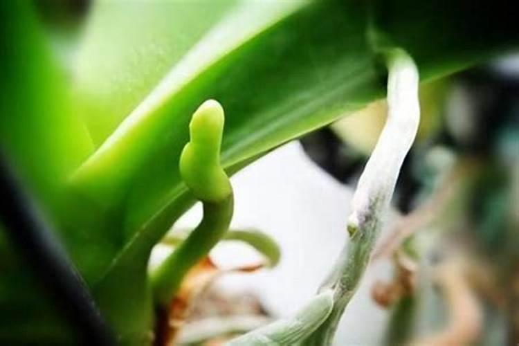 指甲草夏天几天施一次肥