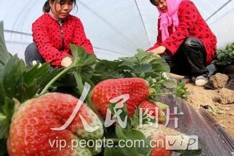 种植的过程中草莓需要补钙吗 草莓缺钙怎么办用什么补钙最好