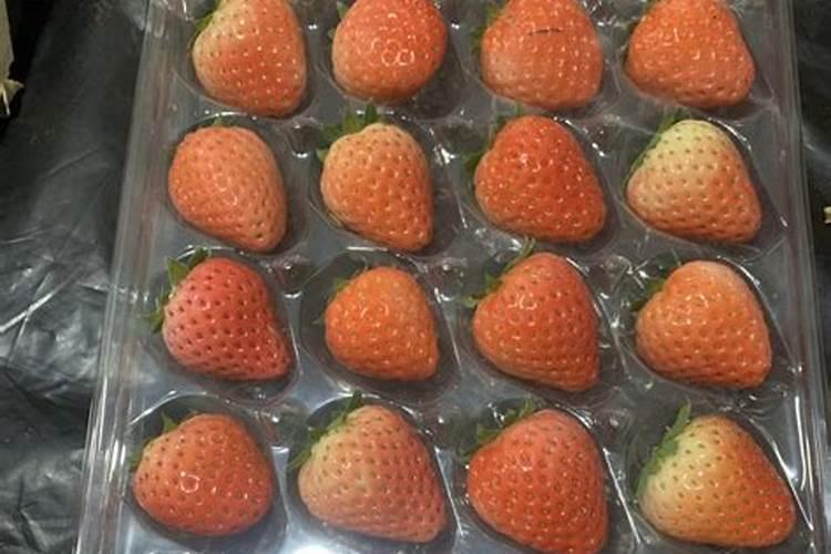 草莓怎么养结果好