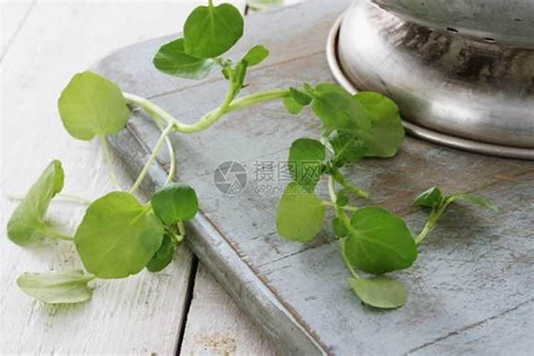 西洋菜打什么叶面肥叶子会大一些