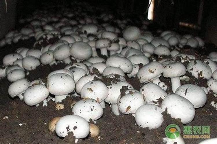 种植双孢茹大棚里产生有害气体