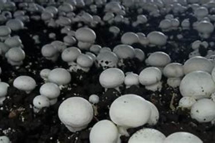 双孢菇一亩地能产多少斤