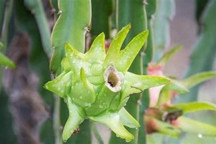 广州以色列无刺黄龙果种植技术