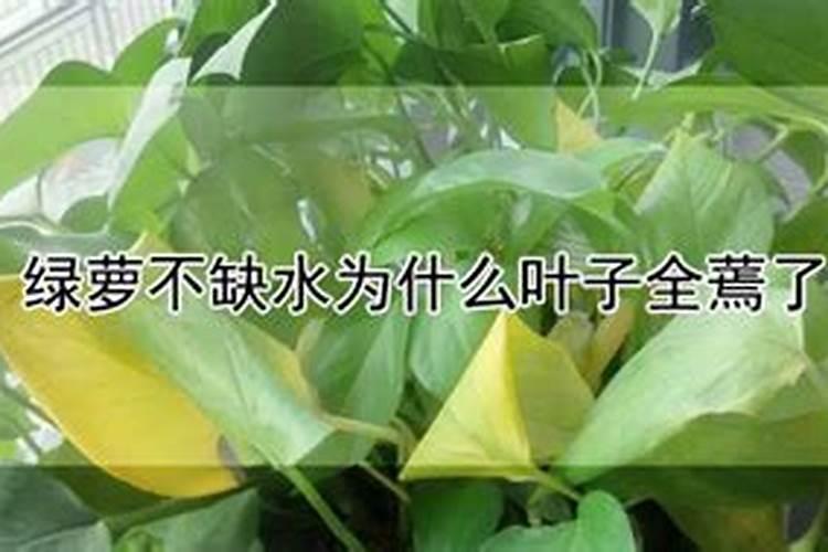 绿萝用什么肥料最好