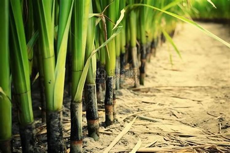 种植甘蔗用什么肥料最好