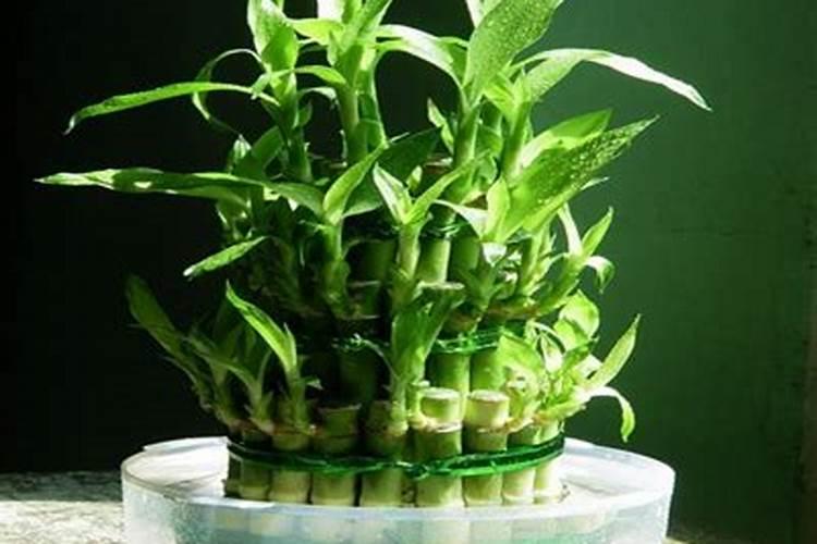 甜椒应该如何种植？种植的要求有哪些？
