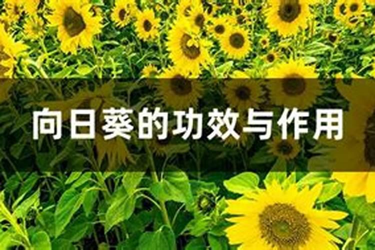 超级向日葵光辉岁月的养殖花卉百科