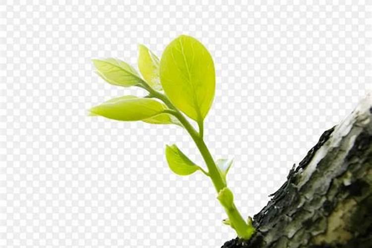 茶叶采摘前可否喷叶面肥