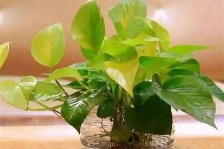 凉薯地瓜种植时间方法及管理？