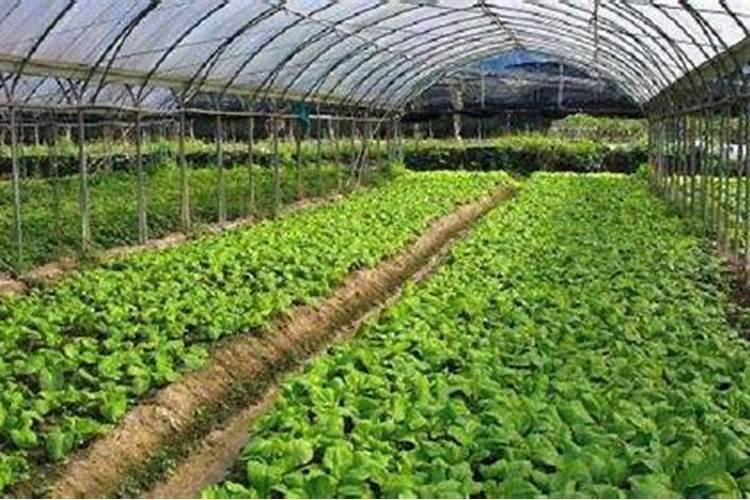 请问果树开花期能施尿素肥吗
