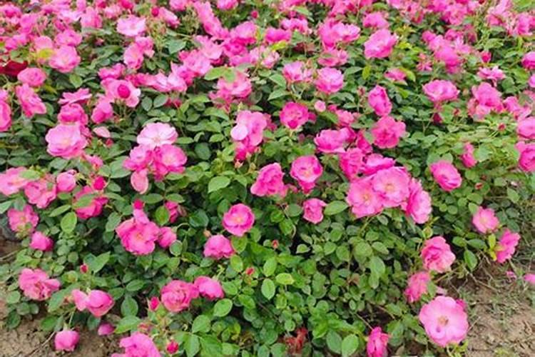 月季花叶子卷是怎么回事