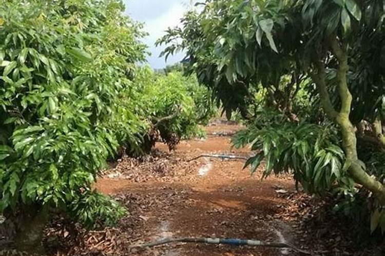 荔枝施什么肥料最好