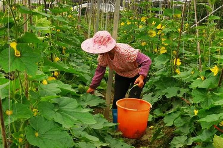 冲施肥在成熟多久施肥
