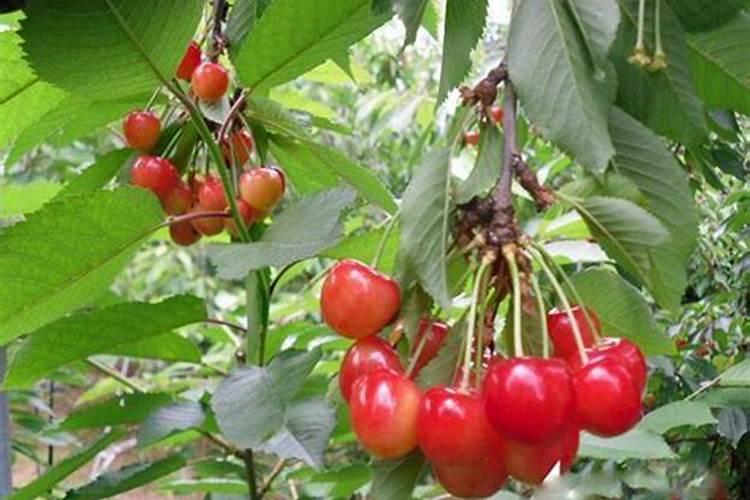 请问老师番茄栽了苗几天能灌根？ 灌什么药？