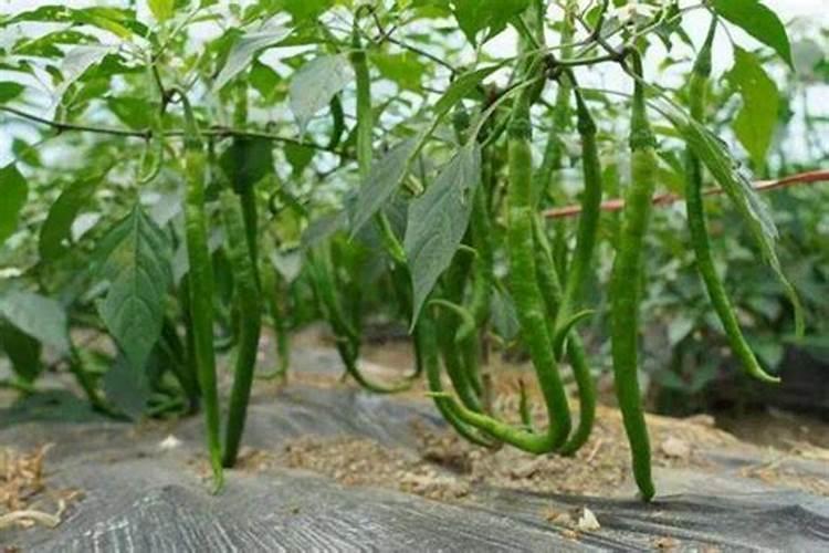 辣椒生长需要什么肥料
