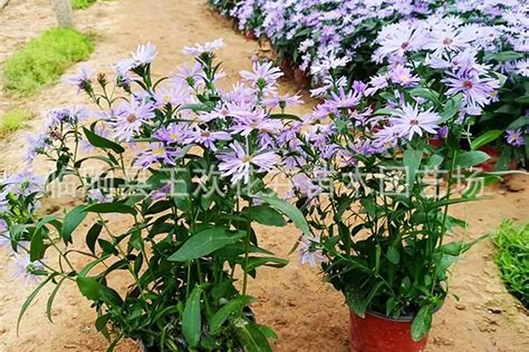 可施肥药用植物采收期前多少天停止施肥？