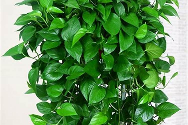 绿萝吊兰浇灌什么肥水叶片油绿光亮