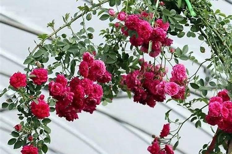 木香花怎么养