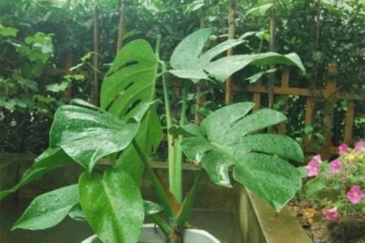 水稻钾肥的正确使用方法