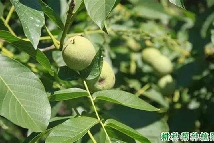 核桃树叶子干枯应补充什么肥料