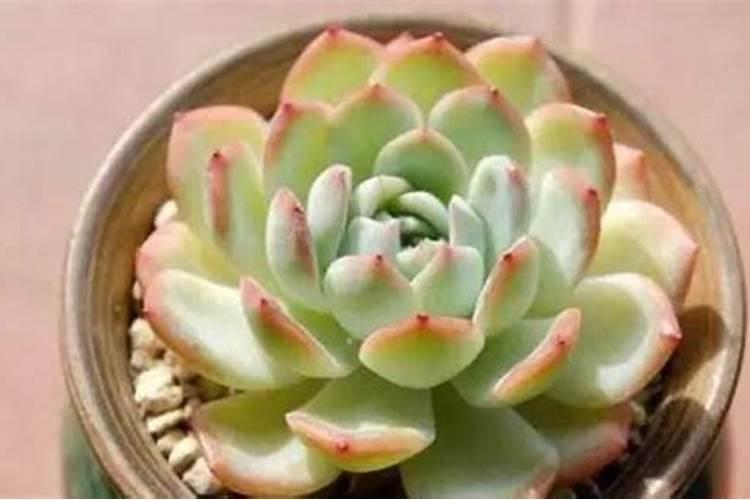 多肉植物施什么肥容易爆盆