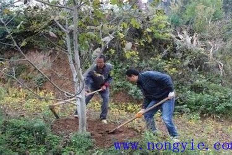 核桃进入硬核期怎样施肥？
