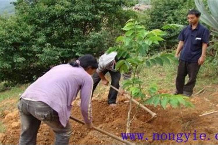 种植核桃树到第二年春天应该施多少肥,应该怎么施