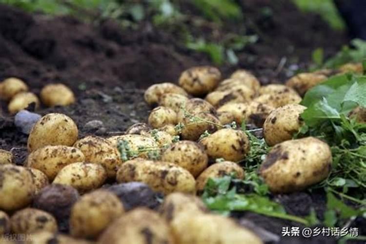 种土豆用什么肥料高产