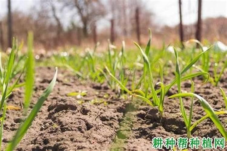 芦荟施肥多会怎么样