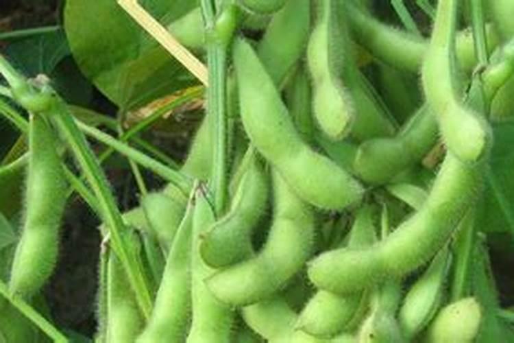 荷兰豆中期结豆用什么肥料
