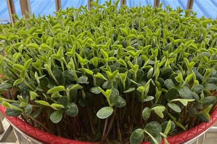 荷兰豆种植时间和方法