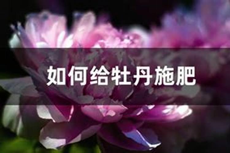 大葱什么时候追肥合适 高产追肥方法