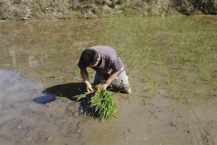 有机肥和复合肥能一起施肥吗