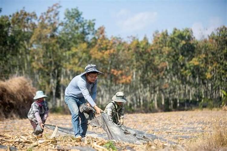水溶肥料怎么使用 水溶肥如何使用效果更好