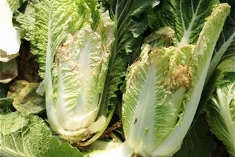 种植的空心菜植株腐烂了,这是什么原因？如何解决？
