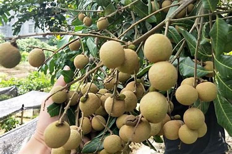 玉米控旺能加芸苔素吗 什么时候喷施效果好