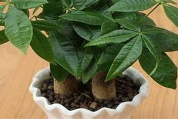 如何给发财树施氮肥